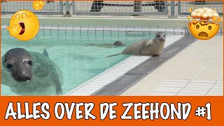 Slaapt de zeehond echt onder water? | DierenpraatTV