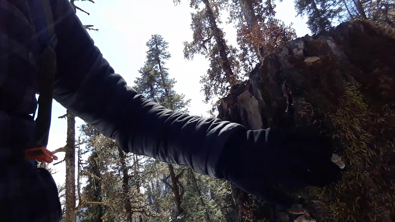 turkey tail mushroom from nepal YouTube