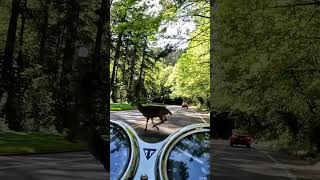 Deer Diary: Today Was Intense