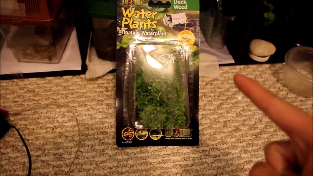 leopard geckos as pets Exo Terra Duckweed Review