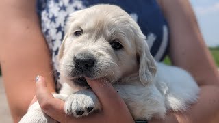 Golden Retriever puppies 4 weeks old (The Bumblebee Litter)