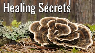 Unlocking the Healing Powers of Turkey Tail Mushrooms