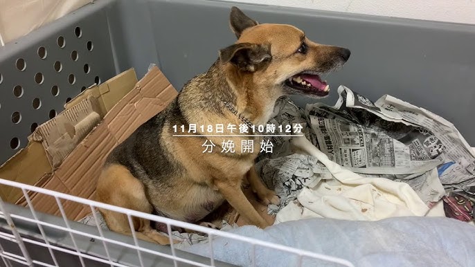 トイプードル 初出産 ４匹の仔犬が誕生 Youtube