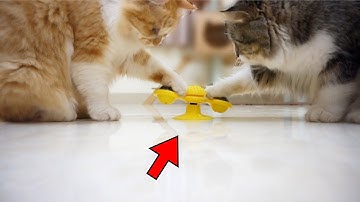 Review Cat Toy: Windmill Cat Toy