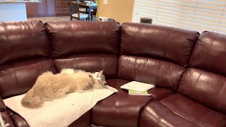 Ragdoll and Ragamuffin together by Cute Cat Corner 10 views 1 year ago 20 seconds