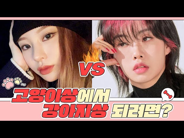 [성형썰]🐱고양이상에서 🐶강아지상 가능한가요? 👁사나운 눈매는 쌍수만 한다고 되는 게 아닙니다