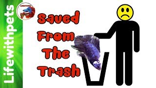 Betta To Be Thrown In The Trash Two New Betta Fish