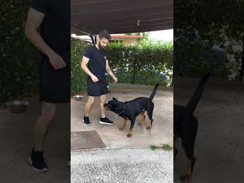 Rottweiler training / Εκπαίδευση Ροτβάιλερ