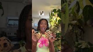 Download Lagu Plants that require NO soil? 🌱 Air Plants for the win! #airplants #tillandsia #plantmom MP3