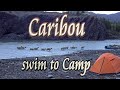 🦌 Caribou swim into Arctic Camp ⛺