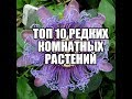 ТОП 10 САМЫХ РЕДКИХ КОМНАТНЫХ РАСТЕНИЙ