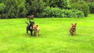 Engelse Stafford Pups Te Koop