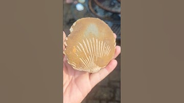 FOSSILIZED seashell!!(must see!).... #earth #seashell #fossilfinders #fossil #naturelovers