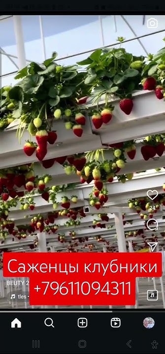 Флорида бьюти в малообъёмке #strawberry #клубника #малина #топ # ...