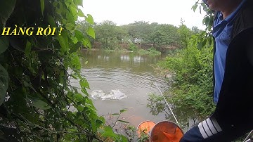 Câu cá tự nhiên gặp đàn cá chép diếc quấn ổ giật mỏi tay
