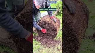 TUTO - Comment planter UN LILAS COMMUN ? 🌸