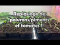 Qubec  repiquage  tomatespoivronspiments  mes meilleurs conseils simple et fficace 