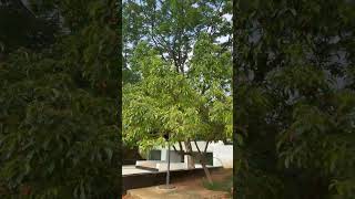 Beautiful Jolpai Olive Tree