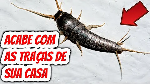 Como acabar com peixinho de prata?
