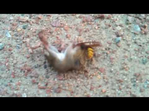 Битва животных Мышь против осы