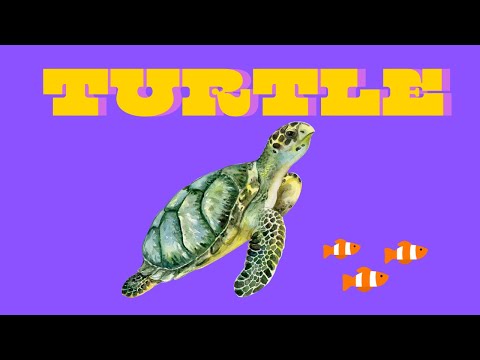 How to draw a turtle step by step - YouTube