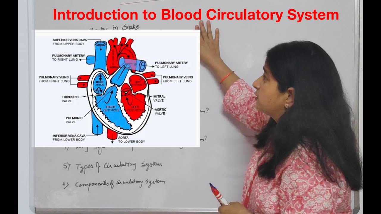 Blood Circulatory System - YouTube