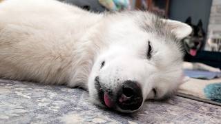 My Husky Was Running In Her Sleep Cute Dream Running