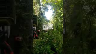 Dead Pin Oak flop