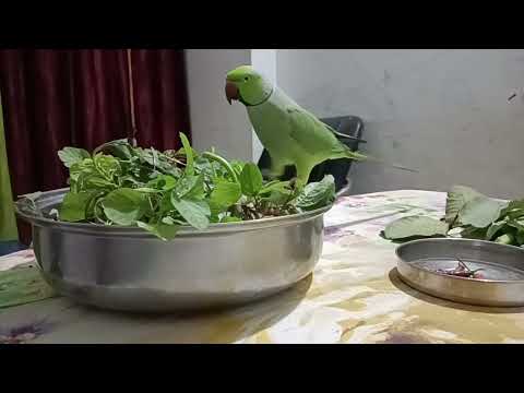Bhaji Saag Ke Sath Jaggu Ka Masti 🤩 || Jaggu Eating Green Saag || Kaha Betha Hai Jaggu 🤩 So Cute 🥰||