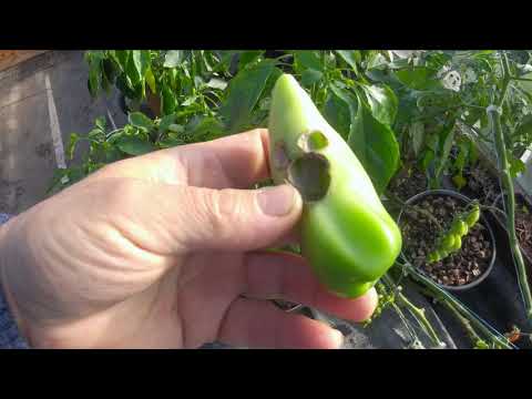 Video: Péče o rajčata San Marzano – Pěstujte rostliny rajčat s omáčkou San Marzano