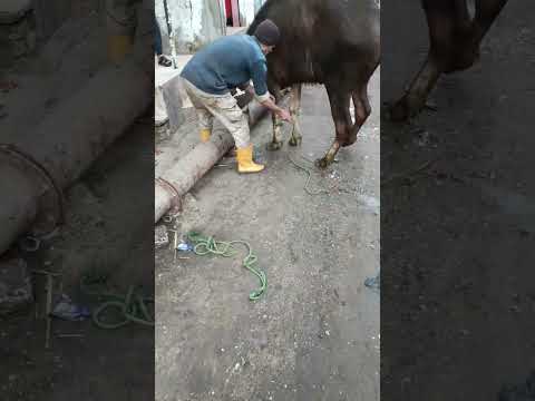 طريقة نحر عجول قبل ذبح 