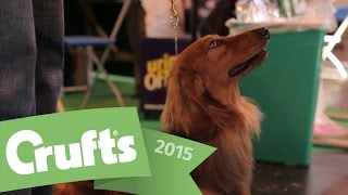 Best of Breed  Dachshund (LongHaired) and winner's interview | Crufts 2015