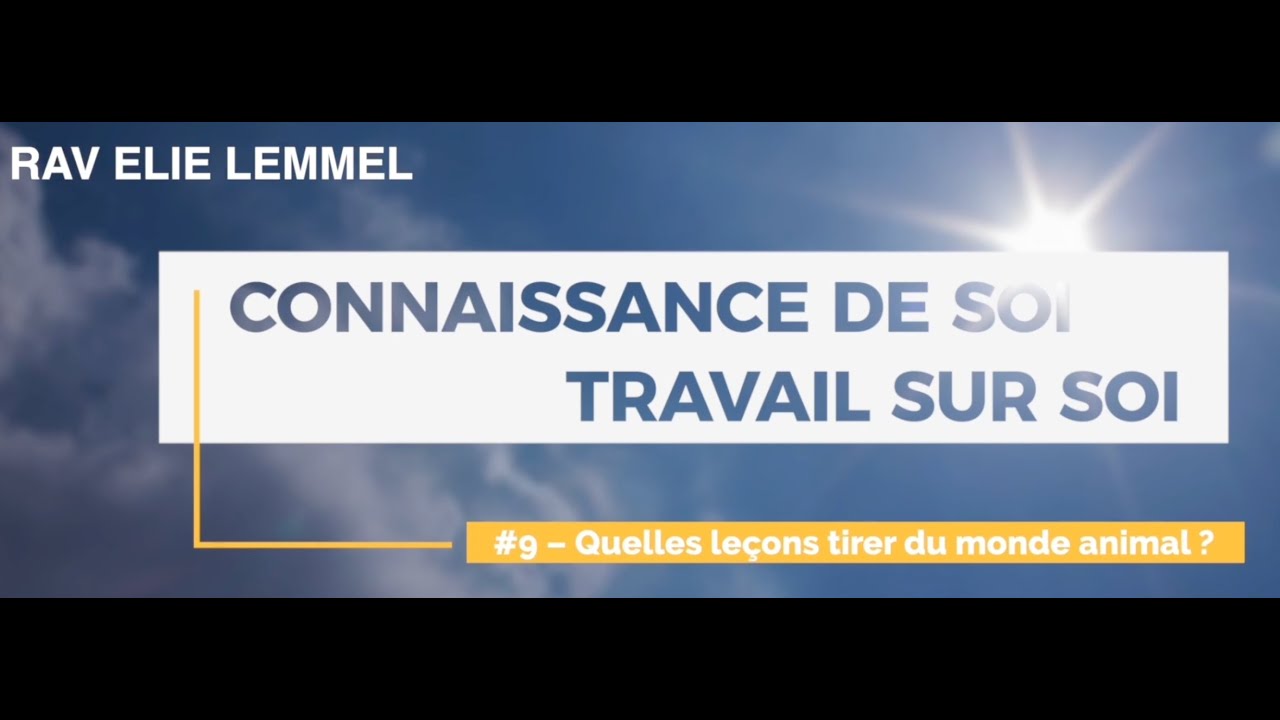 #9 –Quelles leçons tirer du monde animal ? Rav Elie Lemmel