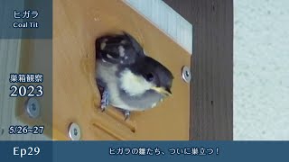 Observing Nest Boxes 2023 EP29: Coal Tit Chicks Finally Fledge!! (May 2627, 2023)