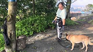 картинка: Сколько времени нужно чтобы выгулять собаку?