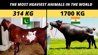 The most heaviest animals in the world | heaviest bull | heaviest goat | official world