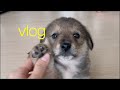 vlog 일상 브이로그 | 역시 강아지는 시골 댕댕이 시고르자브종이지 🐶세상에서 제일 귀여운 시고르자브종 새끼(강아지 분양받았어요!) | 강아지 일상 브이로그 | 댕댕이 브이로그