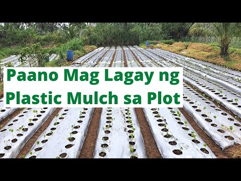 Video: Mulching Veggie Beds - Paano At Kailan Magdaragdag ng Mulch Sa Mga Halamanan ng Gulay