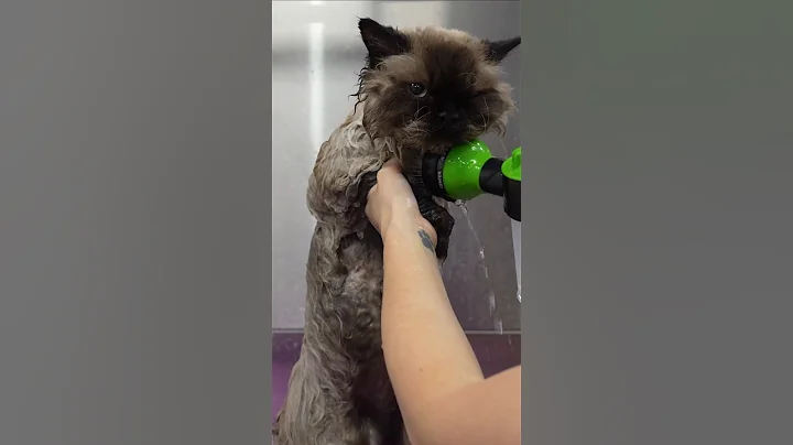Watch the video about Using a diffuser on a curly haired cat 😂