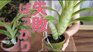 新しい発見しちゃったかも】タケノコ蘭の夏2023 - YouTube