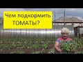 ПОДКОРМКИ ТОМАТОВ В ОТКРЫТОМ ГРУНТЕ - С ЧЕГО НАЧАТЬ? Ольга Чернова.