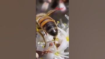 آيات بينات من سورة إبراهيم، تلاوة سيد سعيد.