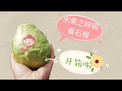 水果之呼吸！开箱PapaGuava之番石榴