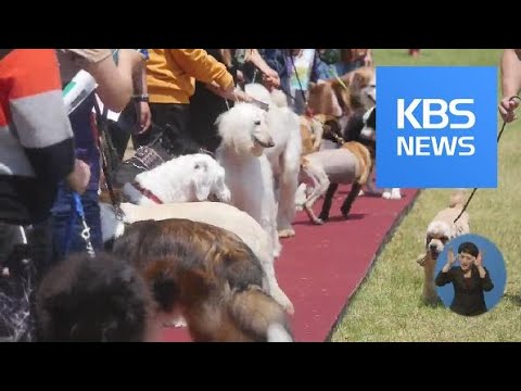 반려동물 시장을 잡아라!…지자체 도전장 / KBS뉴스(News)