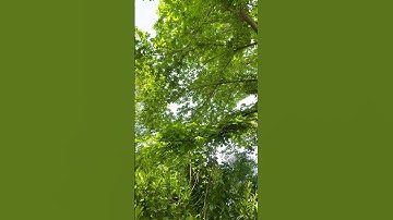 Apple lost years long lawsuit to Corellium trying to ban iOS virtual machines - News #32305