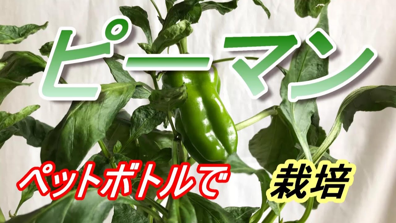ピーマン 種まき～収穫　ペットボトルで【栽培】