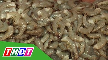Xuất khẩu tôm tăng mạnh | THDT