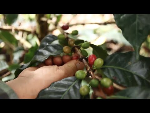 Come produrre caffè Arabica barbatelle per la semina