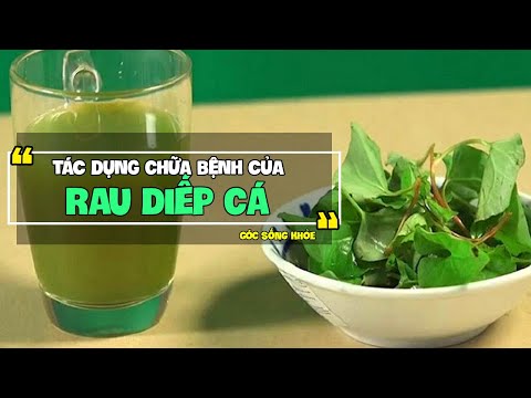 Rau Diếp Cá và Tác Dụng Chữa Bệnh Thần Kỳ Ít Ai Biết
