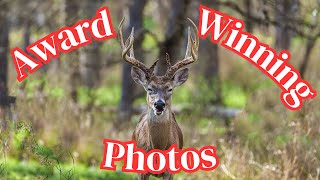 2023 Wildlife in Focus Contest: our winning photos